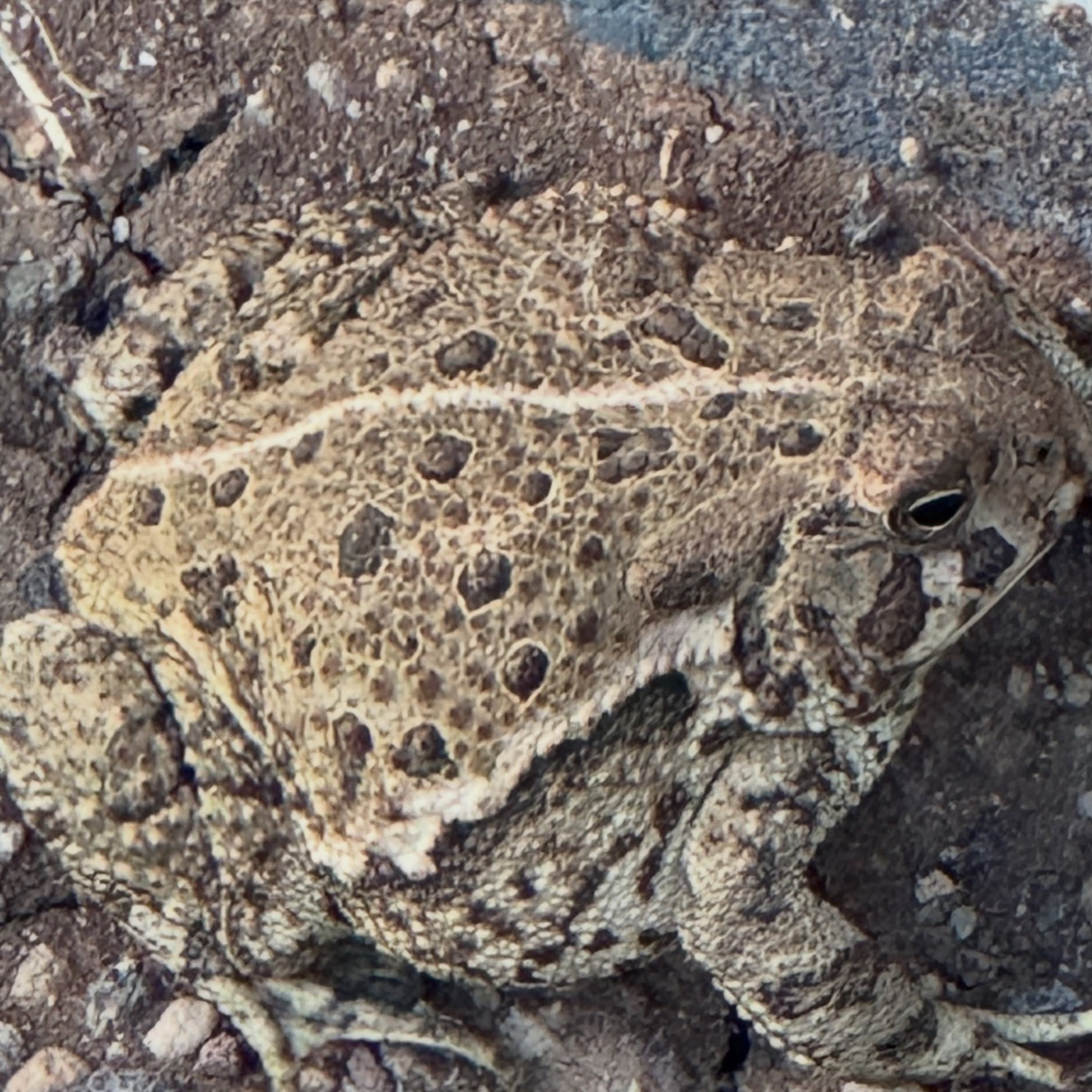 Hubs is out working on his car and he spotted this guy. Apparently it’s a plains toad or something. And no I didn’t try to touch it. #arizonaliving #showlowaz #toad